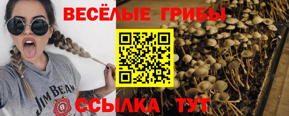 Усолье-Сибирское  Галлюциногенные грибы Cubensis  Вход с VPN 